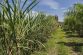 Brasilien Ertragreiche 17 ha Palmitofarm - Fazenda
